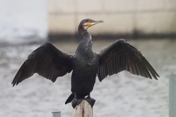 Great Cormorant Teganuma Thu, 7/14/2022