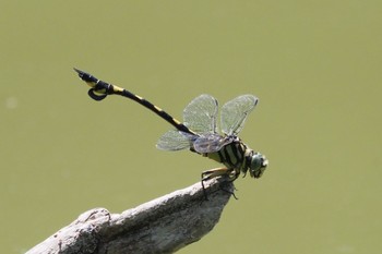 Unknown Species 柏ビレジ水辺公園 Mon, 7/11/2022