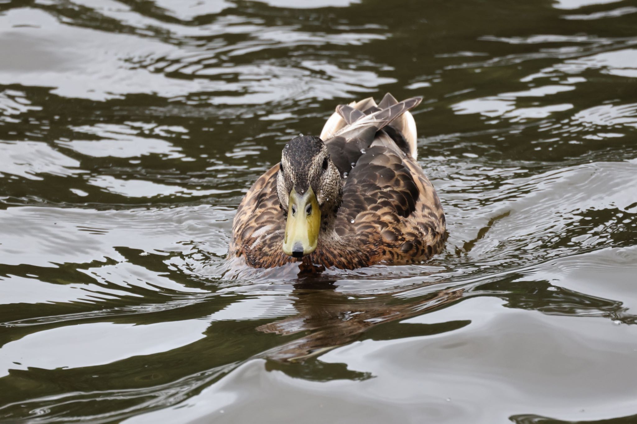 西岡公園(西岡水源地) マガモの写真 by will 73