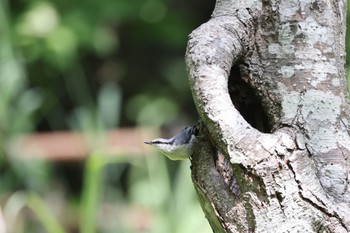 2022年7月14日(木) 西岡公園(西岡水源地)の野鳥観察記録