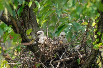 2022年7月11日(月) 薬師池公園の野鳥観察記録