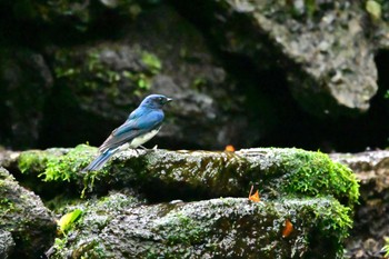 Blue-and-white Flycatcher 大洞の水場 Wed, 7/13/2022