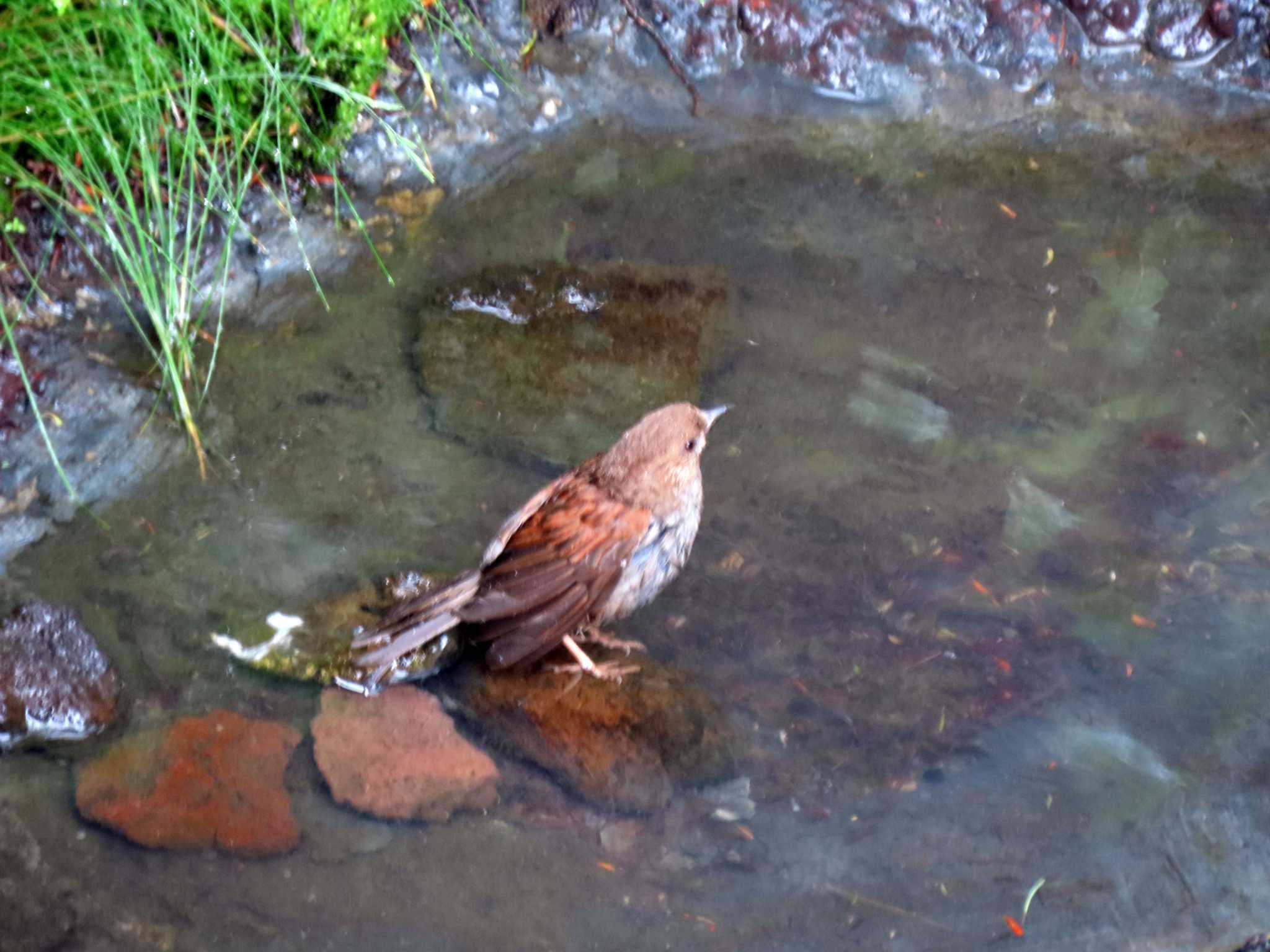 カヤクグリ