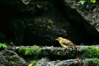 Blue-and-white Flycatcher 大洞の水場 Wed, 7/13/2022