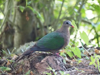 Common Emerald Dove Miyako Island Wed, 7/13/2022