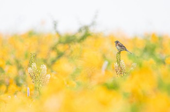 Chestnut-eared Bunting 長野県 Tue, 7/12/2022