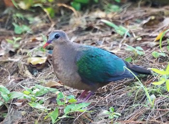 Common Emerald Dove Miyako Island Wed, 7/13/2022