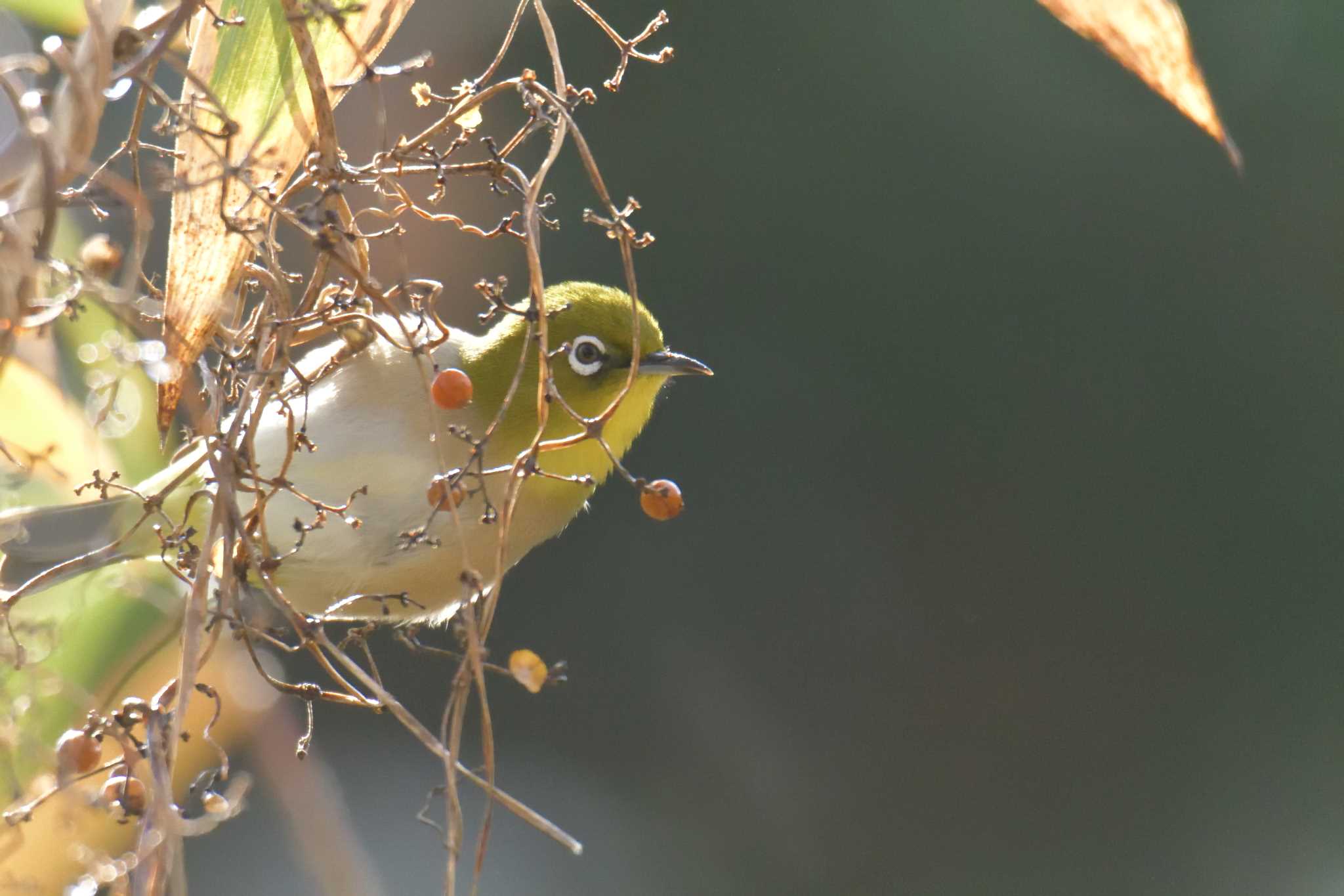 Warbling White-eye