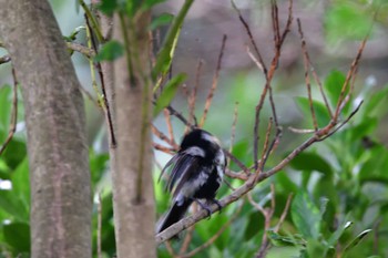 Japanese Tit Nagahama Park Thu, 7/14/2022