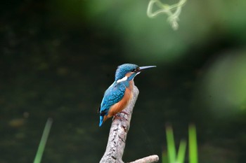 Common Kingfisher Nagahama Park Thu, 7/14/2022