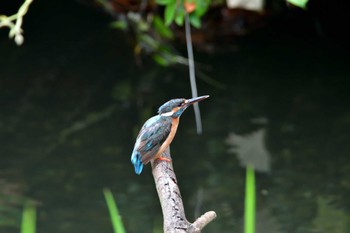 Common Kingfisher Nagahama Park Thu, 7/14/2022