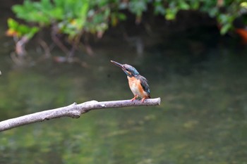 カワセミ 長浜公園 2022年7月14日(木)