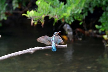 カワセミ 長浜公園 2022年7月14日(木)