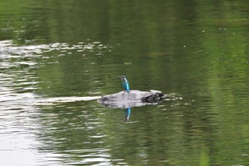 カワセミ 長浜公園 2022年7月14日(木)