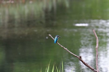 カワセミ 長浜公園 2022年7月14日(木)