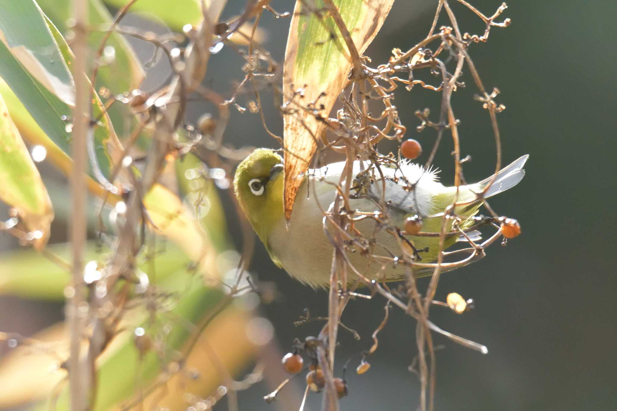 Warbling White-eye