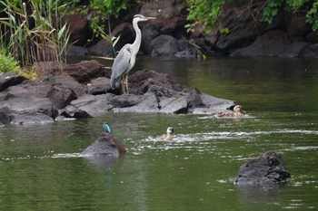 Grey Heron Nagahama Park Thu, 7/14/2022