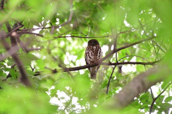 Thu, 7/14/2022 Birding report at 埼玉県廣瀬神社