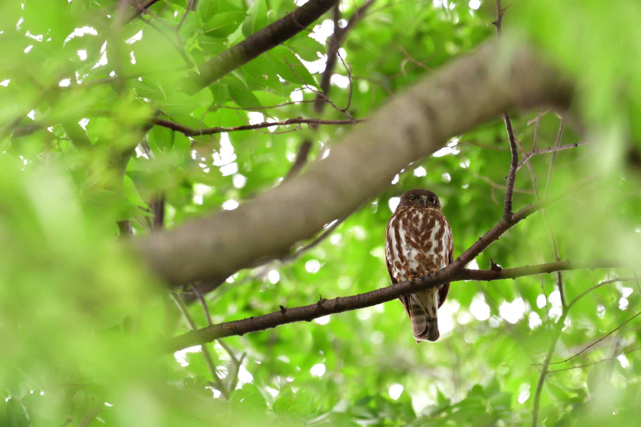 埼玉県廣瀬神社 アオバズクの写真 by やなさん