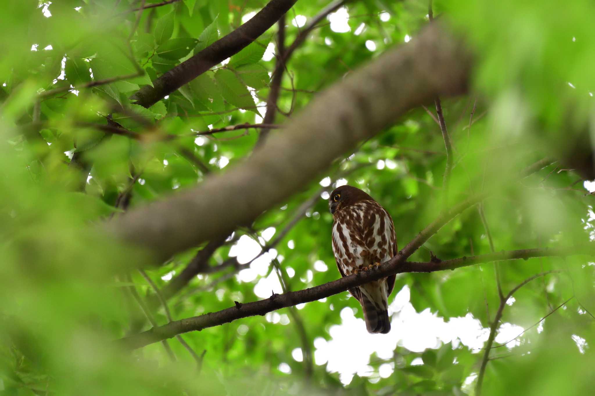 埼玉県廣瀬神社 アオバズクの写真 by やなさん