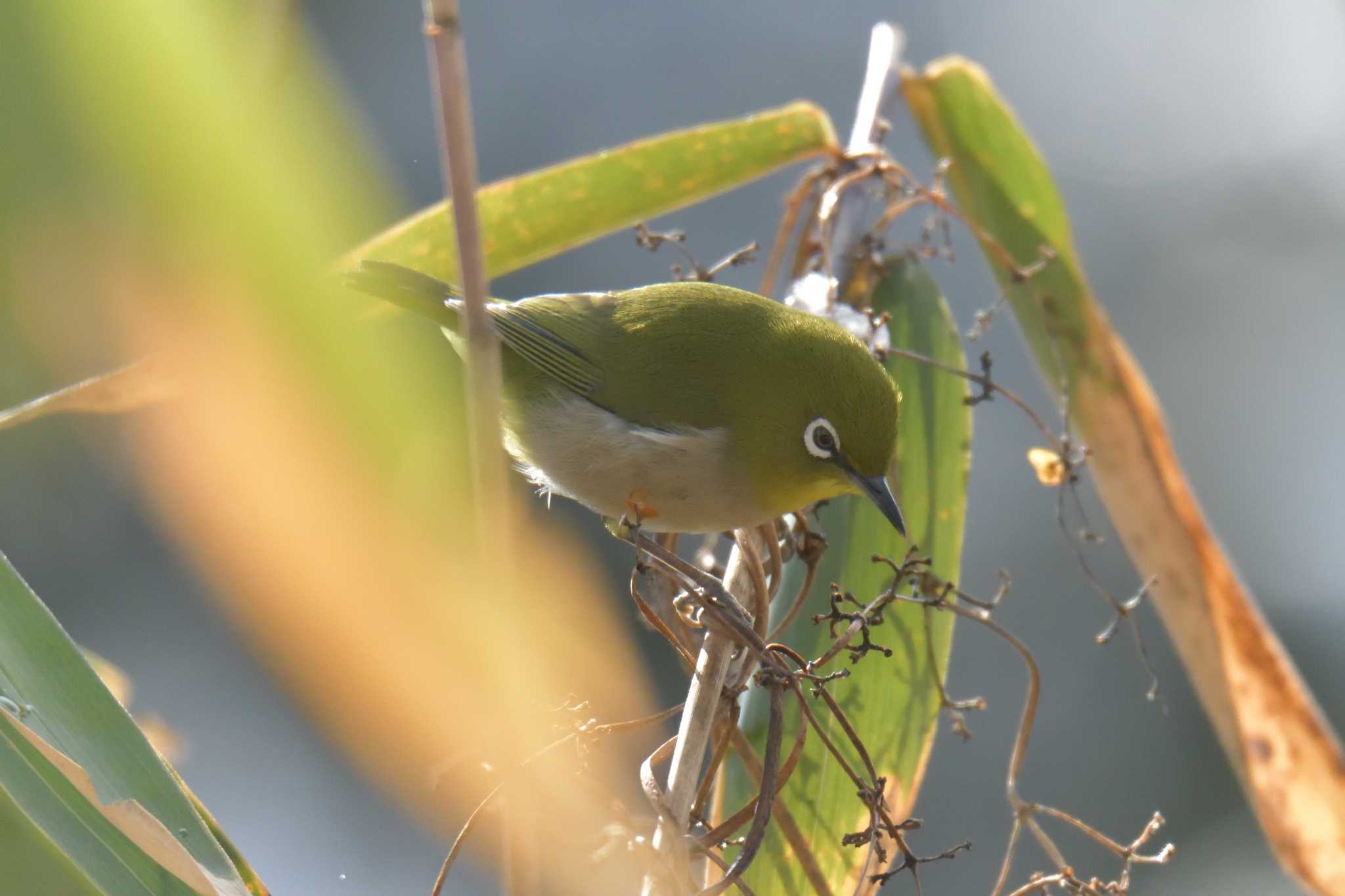 Warbling White-eye