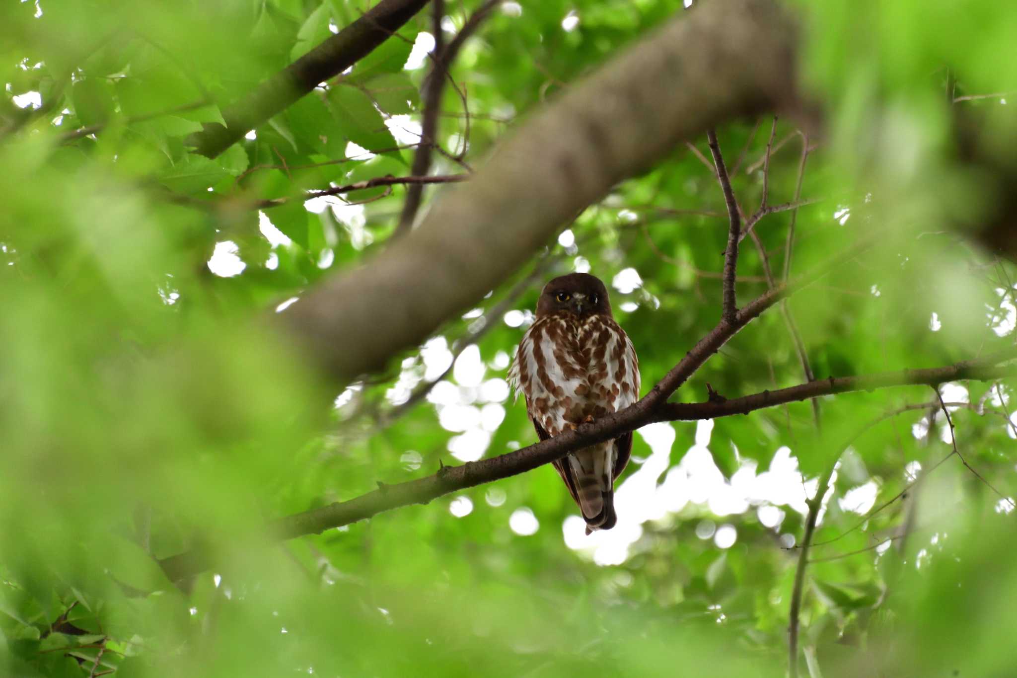 埼玉県廣瀬神社 アオバズクの写真 by やなさん