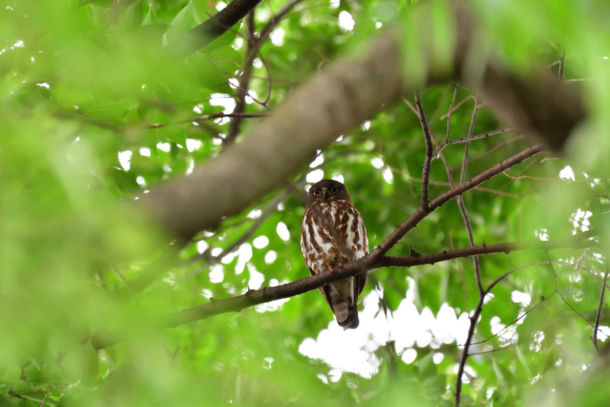 埼玉県廣瀬神社 アオバズクの写真 by やなさん