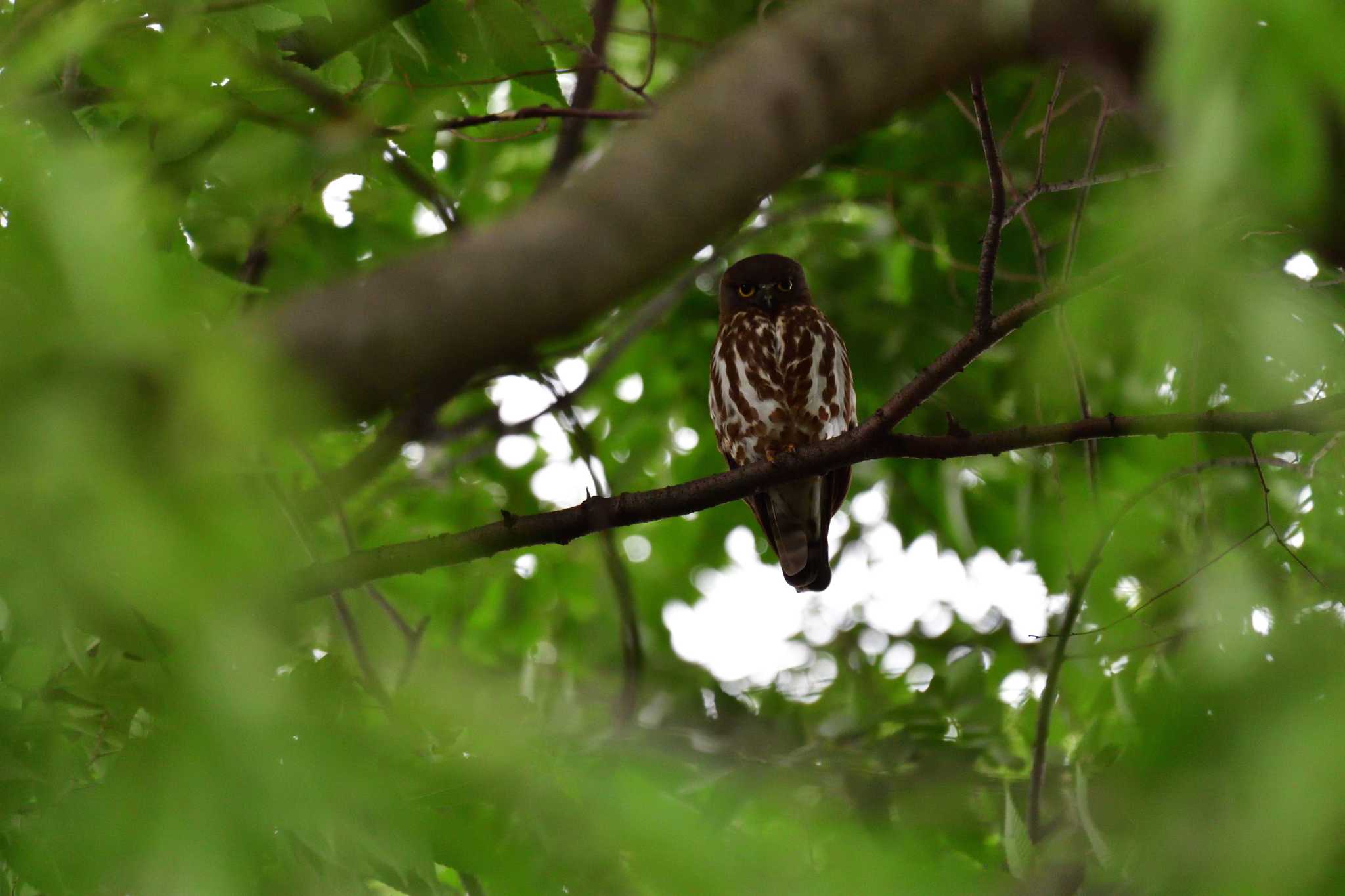 埼玉県廣瀬神社 アオバズクの写真 by やなさん