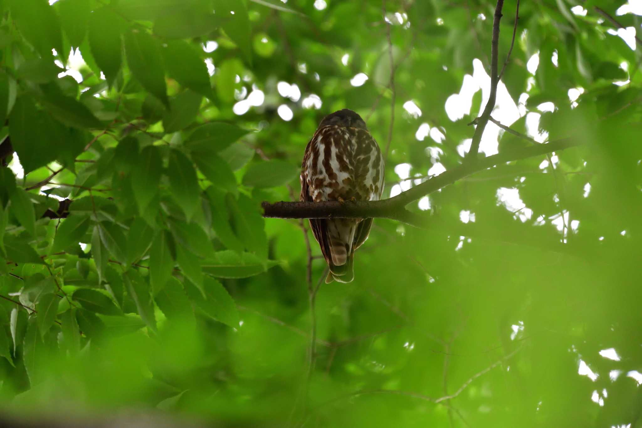 埼玉県廣瀬神社 アオバズクの写真 by やなさん