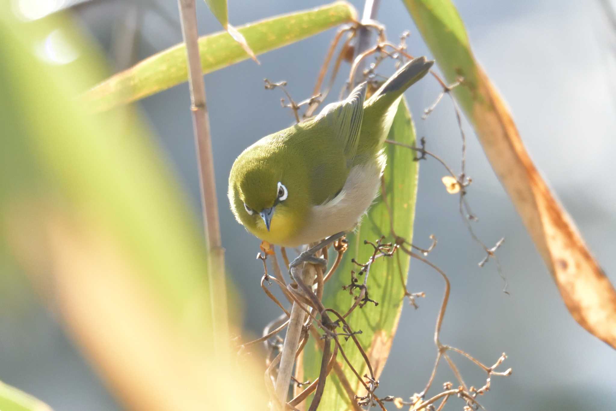 Warbling White-eye