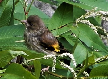 2022年7月14日(木) 平和の森公園、妙正寺川の野鳥観察記録