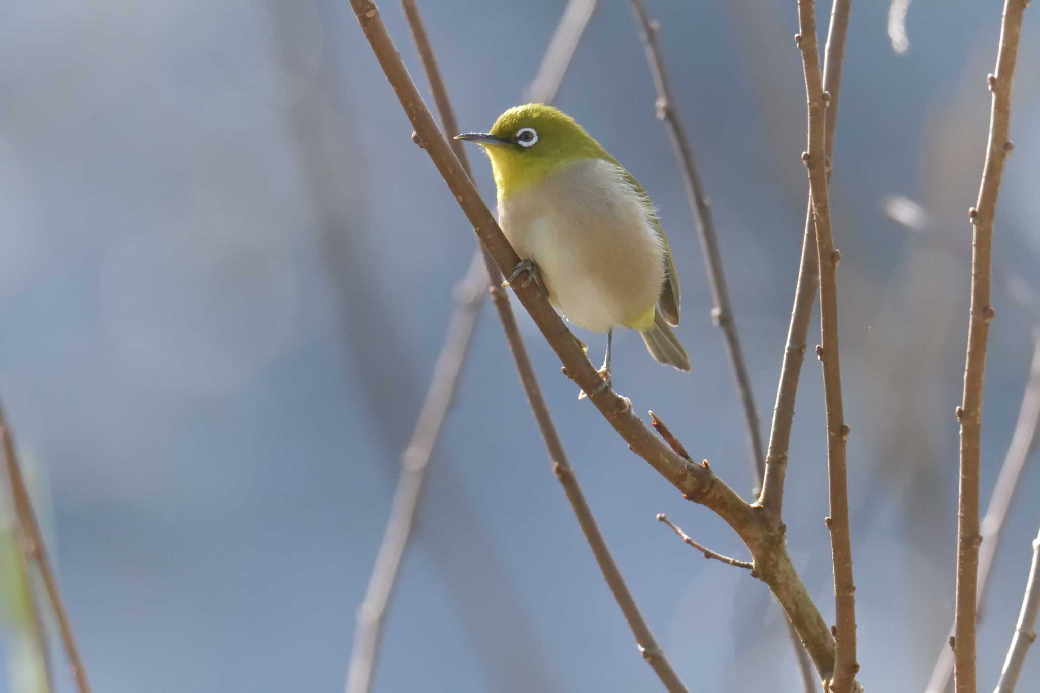 Warbling White-eye