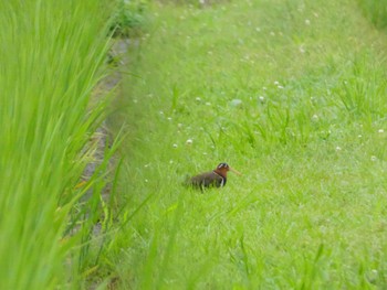 タマシギ 浮島ヶ原自然公園 2022年7月14日(木)