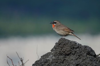 ノゴマ 利尻島 2022年6月20日(月)