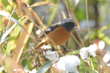 Sun, 1/14/2018 Birding report at 滋賀県甲賀市甲南町創造の森