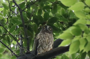 2022年7月15日(金) 京都御苑の野鳥観察記録