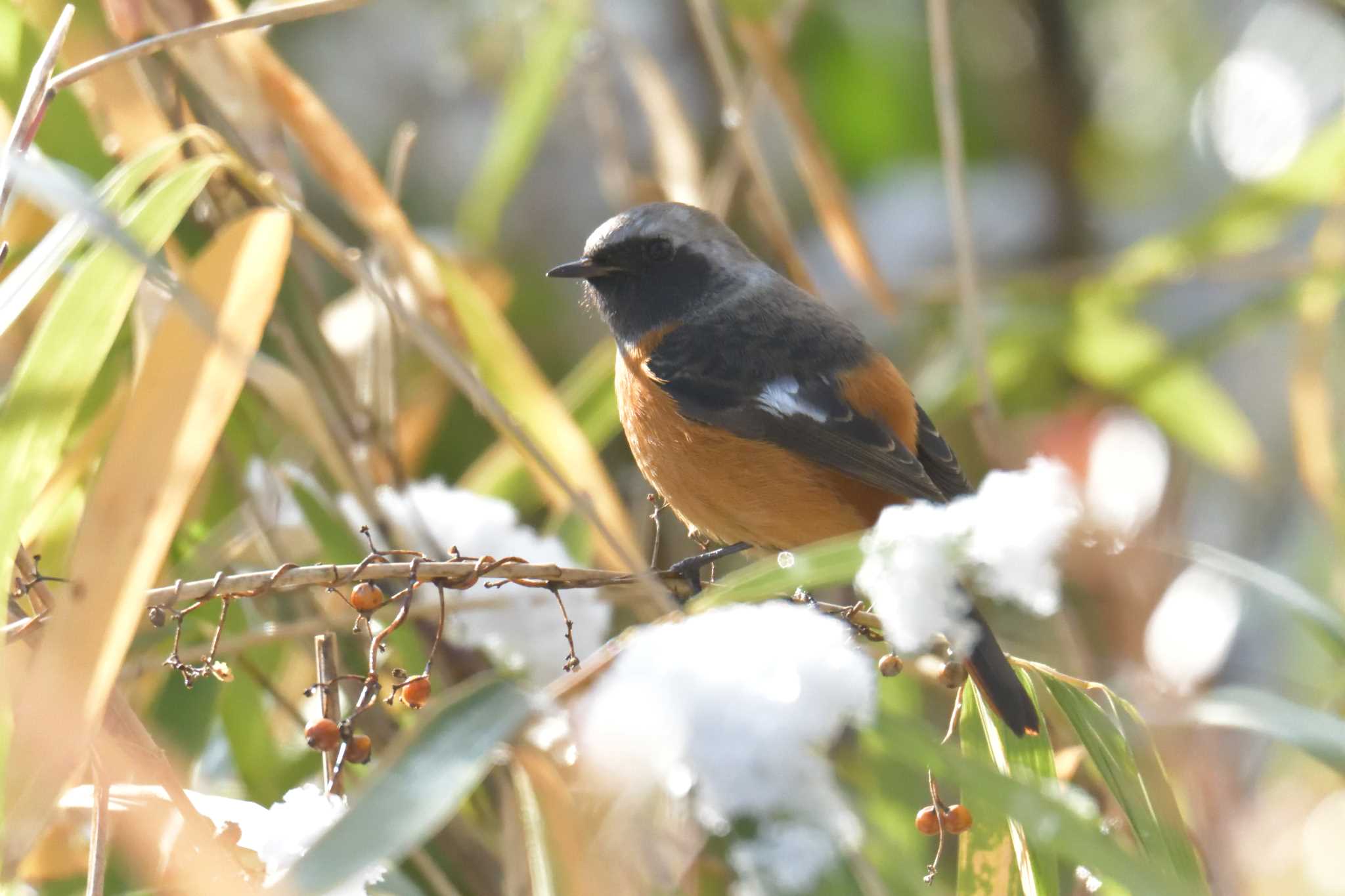 滋賀県甲賀市甲南町創造の森 ジョウビタキの写真 by masatsubo