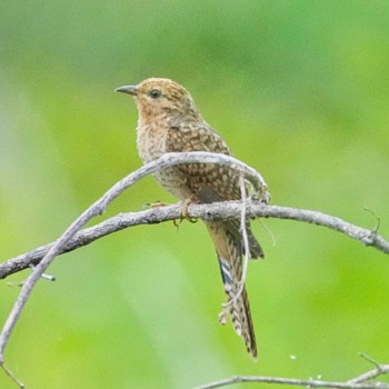 ヒメカッコウ Bang Phra Non-Hunting area 2022年7月11日(月)