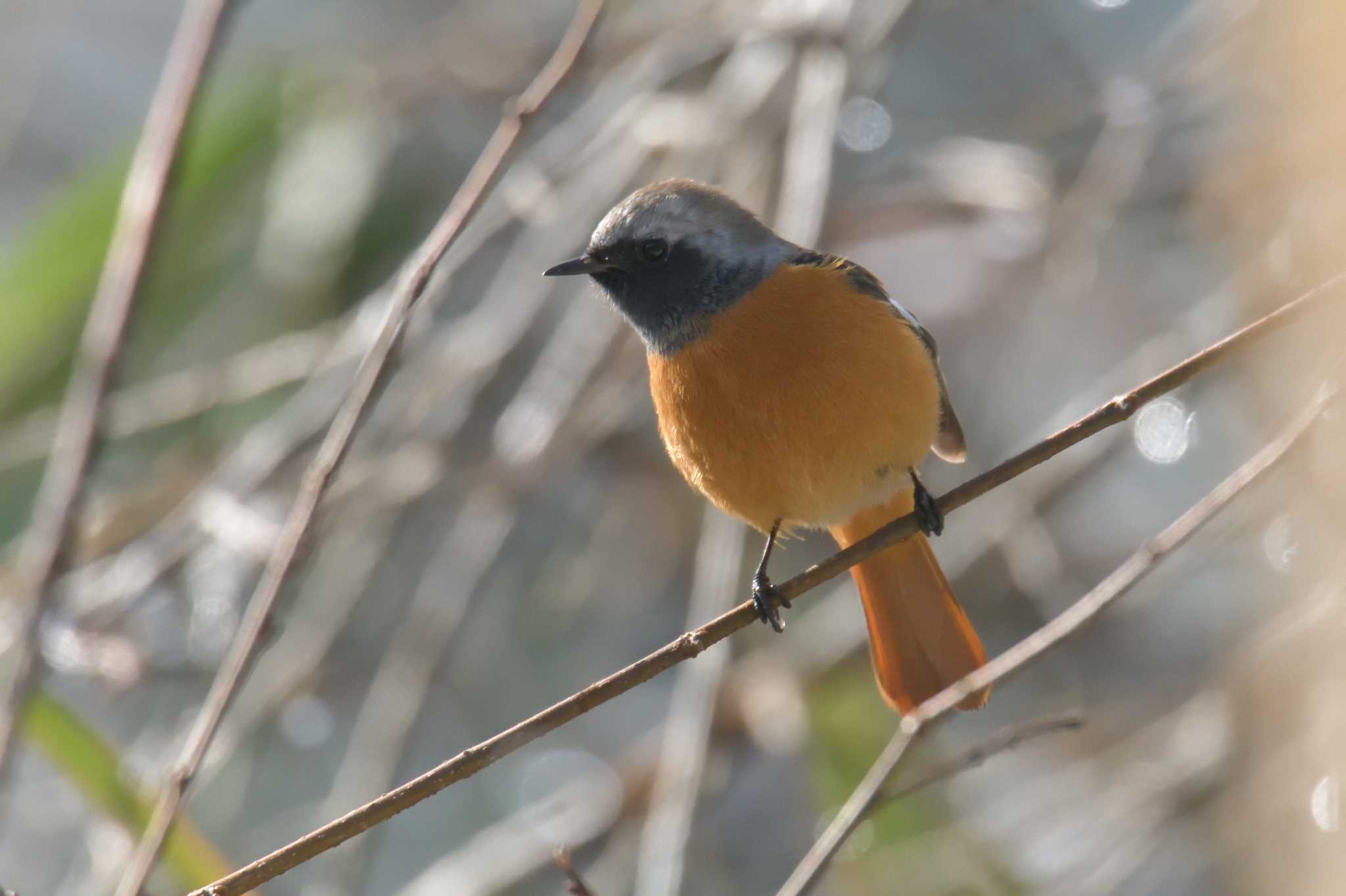 Daurian Redstart