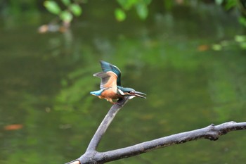 カワセミ 長浜公園 2022年7月15日(金)