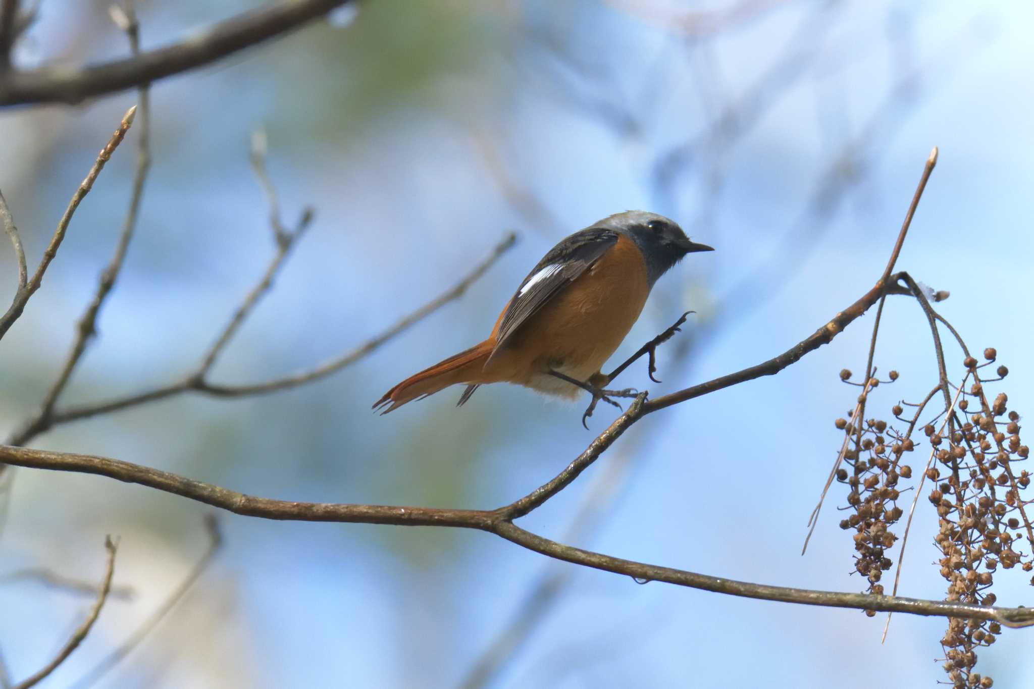 Daurian Redstart