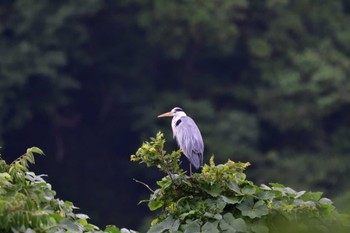 アオサギ 長浜公園 2022年7月15日(金)