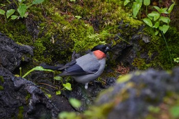 ウソ 山梨県 2022年7月11日(月)