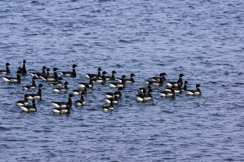 Brant Goose 北海道　浜中町 Thu, 2/27/2014