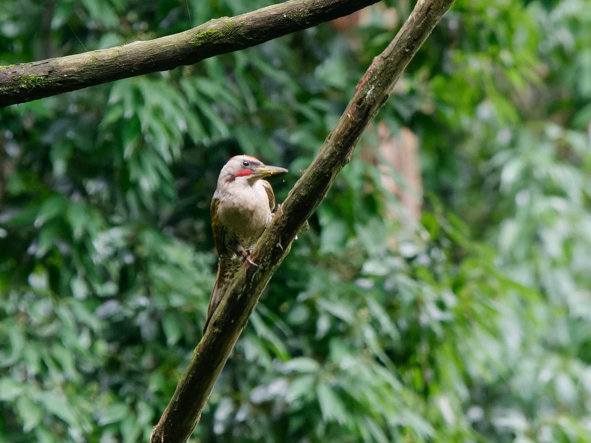 Japanese Green Woodpecker