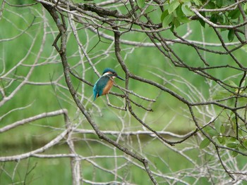 Common Kingfisher Yatoyama Park Thu, 7/14/2022
