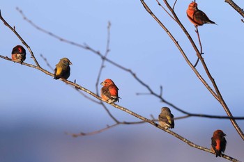 Red Crossbill Unknown Spots Sat, 1/13/2018