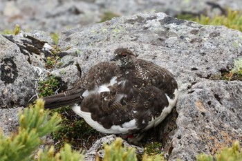 Rock Ptarmigan 北アルプス Wed, 7/13/2022