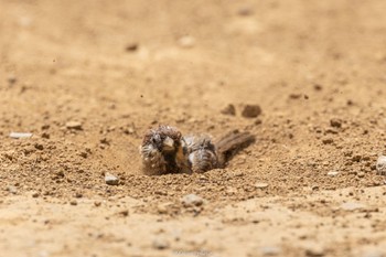 スズメ 葛西臨海公園 2022年7月10日(日)