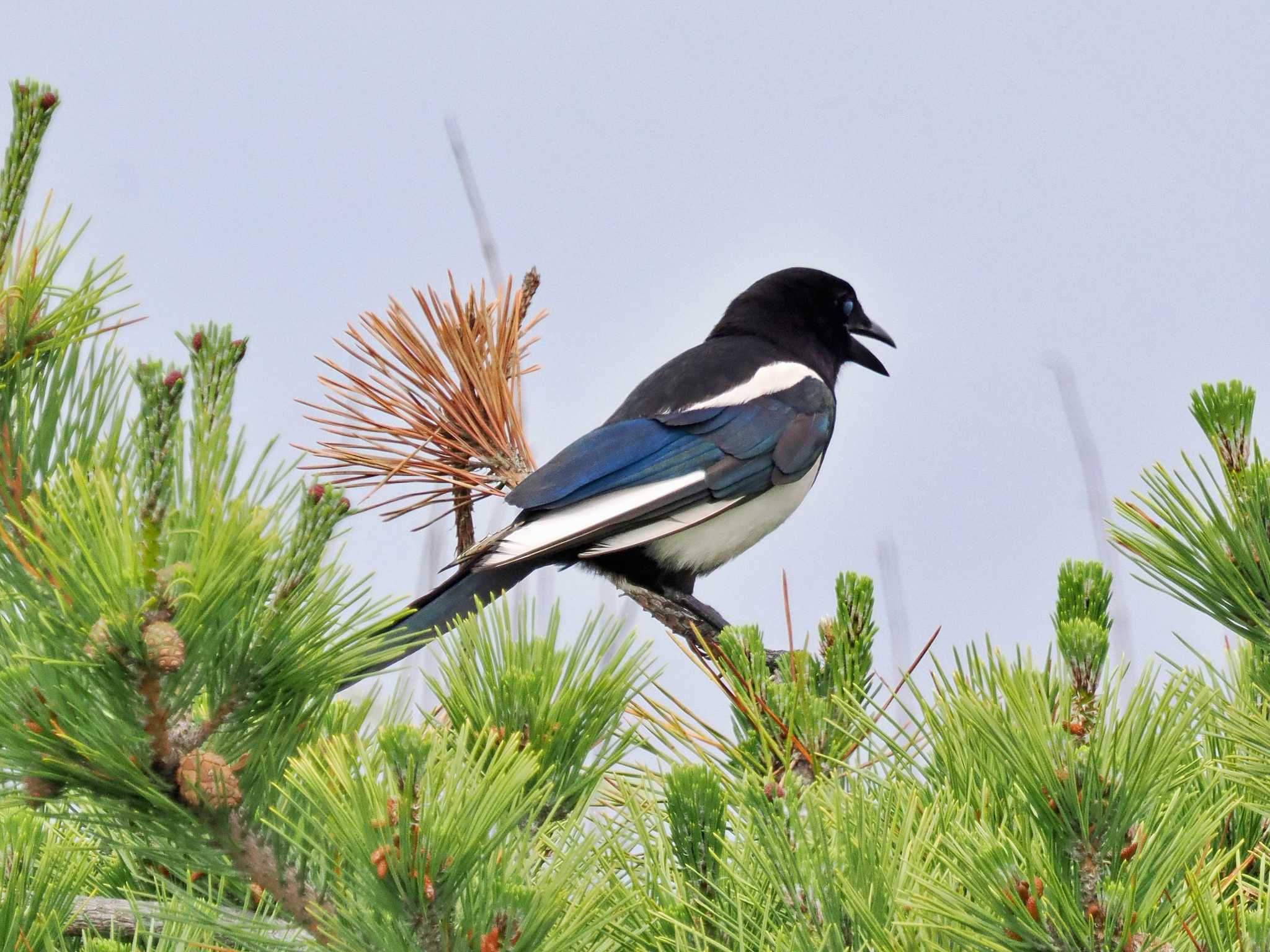 Photo of Eurasian Magpie at 勇払マリーナ by 藤原奏冥